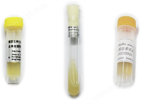 現貨大腸桿菌甘油保存